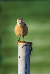 European Stonechat in the morning light in the Camargue