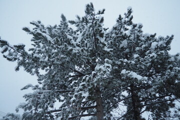 Snow-covered pine trees under heavy canopy. Winter storm in Serbia. Meteorologic conditions. Climate change. Weather forecast. Cyclone with snowfall, clouds and snow cover formation. Coniferous park