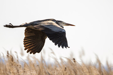 Heron in the morning light in the Camargue