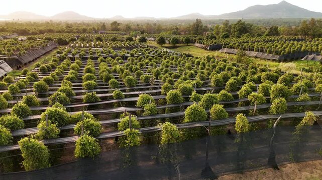 Aerial view of a pepper plantation in kampot, cambodia. Lush green piper plants growing in rows. A famous agricultural landscape in cambodia.