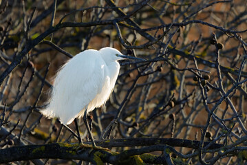 Little Egret in the morning light in the Camargue