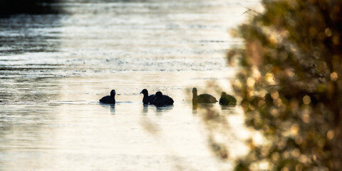 Common Moorhen in the morning light in the Camargue