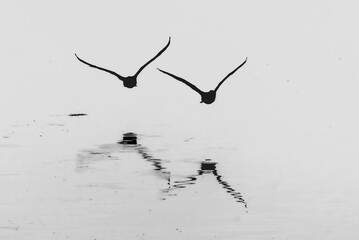Great Cormorant in the morning light in the Camargue