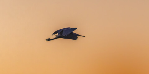 Heron in the morning light in the Camargue