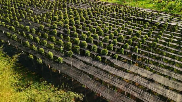 Aerial view of a kampot pepper plantation with lush green vines growing in organized rows. A famous agricultural landscape in cambodia.