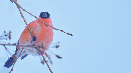 A male Eurasian Bullfinch (Pyrrhula pyrrhula) perches on a tree branch on a winter day against a blue sky.