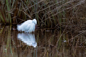 Little Egret in the morning light in the Camargue