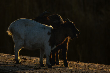 Close-up of a goat in the Camargue
