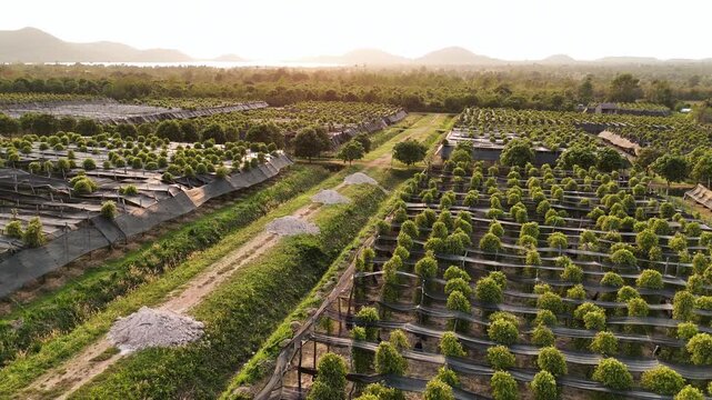 Aerial view of a kampot pepper plantation with lush green vines growing in organized rows. A famous agricultural landscape in cambodia.