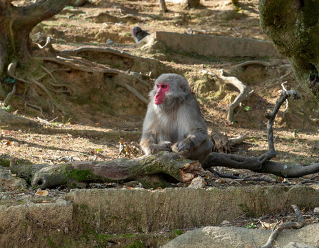 View of a Japanese macaque with its red face sits serenely on a mossy log, surrounded by the textured earth and roots, Unnan, Shimane, Japan.