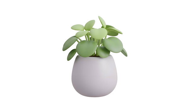 Small Potted Plant with Green Leaves.