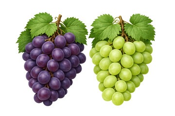 Fototapeta premium Fresh green and purple grapes hanging with leaves, ripe fruit for healthy eating and viticulture, transparent background