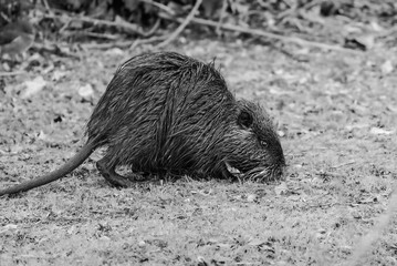 Coypu in close-up in the Camargue