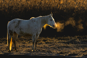 Close-up of a horse in the Camargue