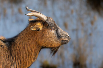 Close-up of a goat in the Camargue