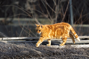 close-up of a cat in the Camargue