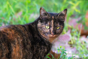 close-up of a cat in the Camargue