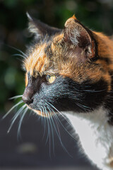 close-up of a cat in the Camargue