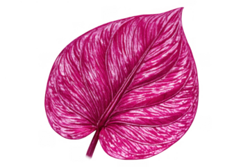 Vibrant pink tropical leaf showcasing botanical details and texture, isolated on a transparent background, natural element