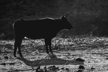 close-up of bulls in the Camargue
