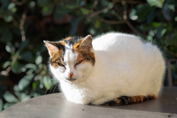 close-up of a cat in the Camargue
