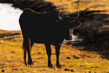 close-up of bulls in the Camargue