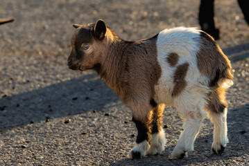 Close-up of a goat in the Camargue