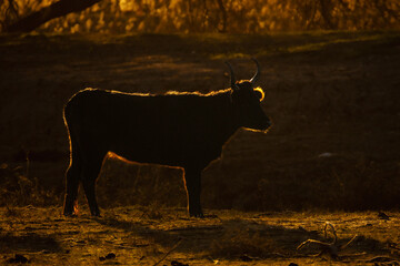 close-up of bulls in the Camargue
