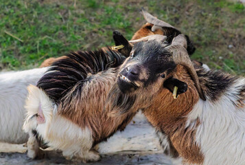Close-up of a goat in the Camargue