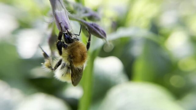Bumblebee on comfrey flowers with pollen.