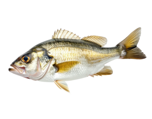 Side profile of a fish with iridescent scales and prominent fins