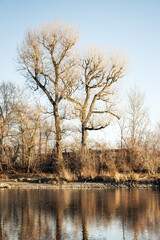 Obraz premium Zwei große Bäume am Flussufer im Winter bei Sonnenschein