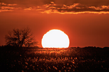 winter sunset in the Camargue