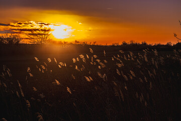 winter sunset in the Camargue