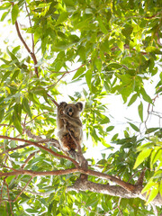 Fototapeta premium Infected animal with retrovirus sitting in a eucalyptus tree in the wild. Sick female koala, Byron Bay, New South Wales, Australia.