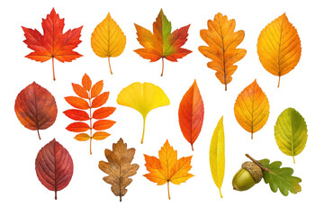 Fototapeta premium Autumn leaves set displaying various fall foliage colors and types, with an acorn, on transparent background