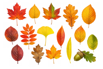 Autumn leaves set displaying various fall foliage colors and types, with an acorn, on transparent background