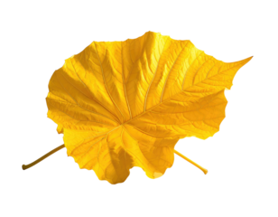 Close-up of a vibrant yellow leaf with prominent veins, isolated