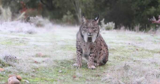 Iberian Lynx in a Mediterranean forest of pines and oaks with the sunrise light on a very cold winter morning