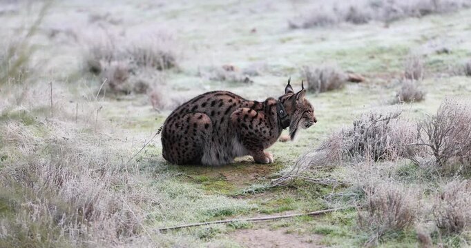 Adult female Iberian Lynx with tracking collar during mating season in late December in a Mediterranean forest on a very cold day
