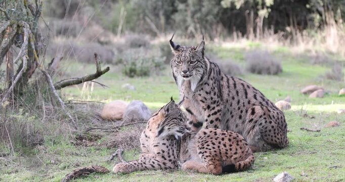 Radio-tagged adult female Iberian Lynx and her daughter in a Mediterranean forest late on a winter afternoon