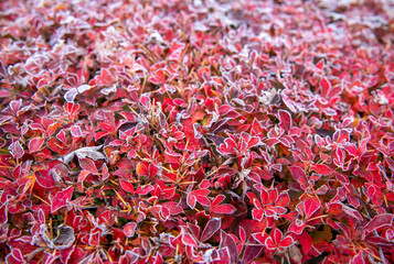 View of crimson leaves edged with frosty silver paint a delicate tapestry across the landscape, a stark contrast against the cold, Fujikawaguchiko, Yamanashi, Japan.