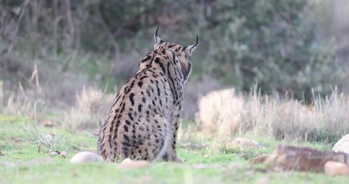 Iberian Lynx in a Mediterranean forest of pines and oaks with the sunrise light on a very cold winter morning