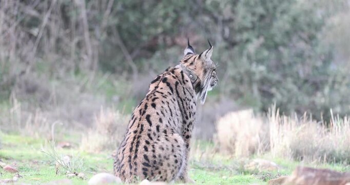 Adult female Iberian Lynx with tracking collar during mating season in late December in a Mediterranean forest on a very cold day
