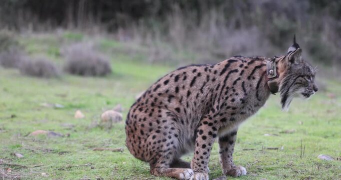 Adult female Iberian Lynx with tracking collar during mating season in late December in a Mediterranean forest on a very cold day