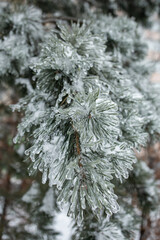 Weather conditions. Winter Ice Age. Frozen pine branches. Snow covered pine branches