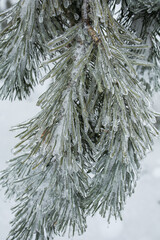 Weather conditions. Winter Ice Age. Frozen pine branches. Snow covered pine branches