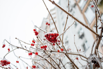 Weather conditions. Red berries in ice hanging on a branch. Winter Ice Age. Frozen berries.