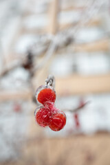 Weather conditions. Red berries in ice hanging on a branch. Winter Ice Age. Frozen berries.
