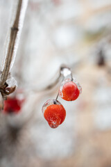 Weather conditions. Red berries in ice hanging on a branch. Winter Ice Age. Frozen berries.